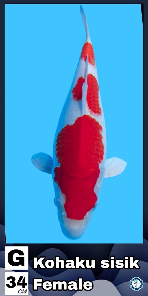 Lelang Koi Online, Jual Beli Ikan Koi, Pusat Jual Beli Koi, Info Lelang Koi Hari Ini, Platform Jual Beli Koi, Jual Beli Ikan Koi Online, Marketplace Ikan Koi, Jual Koi Terbaik, Tempat Beli Koi Berkualitas, Pasar Ikan Koi Online Terpercaya, Penjual Ikan Koi Terpercaya, Beli Koi Hias Online, Ikan Koi untuk Dijual, Koi Kualitas Terbaik, Toko Online Ikan Koi, Koi Hias Untuk Dijual, Jual Beli Ikan Koi Lokal, Koi Indonesia Online, Pusat Jual Beli Koi Terbesar