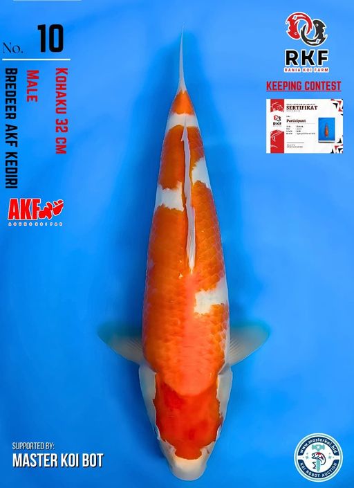 Lelang Koi Online, Jual Beli Ikan Koi, Pusat Jual Beli Koi, Info Lelang Koi Hari Ini, Platform Jual Beli Koi, Jual Beli Ikan Koi Online, Marketplace Ikan Koi, Jual Koi Terbaik, Tempat Beli Koi Berkualitas, Pasar Ikan Koi Online Terpercaya, Penjual Ikan Koi Terpercaya, Beli Koi Hias Online, Ikan Koi untuk Dijual, Koi Kualitas Terbaik, Toko Online Ikan Koi, Koi Hias Untuk Dijual, Jual Beli Ikan Koi Lokal, Koi Indonesia Online, Pusat Jual Beli Koi Terbesar