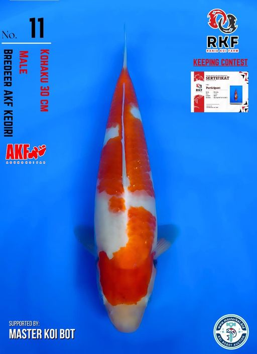 Lelang Koi Online, Jual Beli Ikan Koi, Pusat Jual Beli Koi, Info Lelang Koi Hari Ini, Platform Jual Beli Koi, Jual Beli Ikan Koi Online, Marketplace Ikan Koi, Jual Koi Terbaik, Tempat Beli Koi Berkualitas, Pasar Ikan Koi Online Terpercaya, Penjual Ikan Koi Terpercaya, Beli Koi Hias Online, Ikan Koi untuk Dijual, Koi Kualitas Terbaik, Toko Online Ikan Koi, Koi Hias Untuk Dijual, Jual Beli Ikan Koi Lokal, Koi Indonesia Online, Pusat Jual Beli Koi Terbesar
