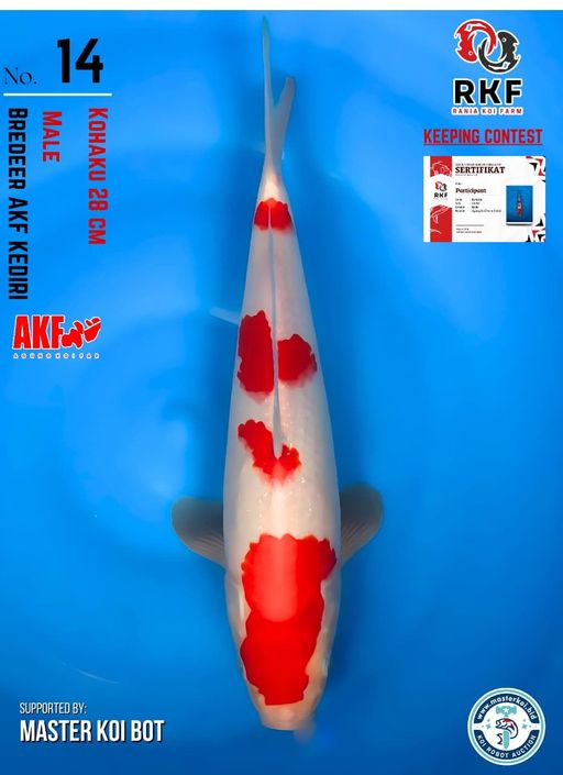 Lelang Koi Online, Jual Beli Ikan Koi, Pusat Jual Beli Koi, Info Lelang Koi Hari Ini, Platform Jual Beli Koi, Jual Beli Ikan Koi Online, Marketplace Ikan Koi, Jual Koi Terbaik, Tempat Beli Koi Berkualitas, Pasar Ikan Koi Online Terpercaya, Penjual Ikan Koi Terpercaya, Beli Koi Hias Online, Ikan Koi untuk Dijual, Koi Kualitas Terbaik, Toko Online Ikan Koi, Koi Hias Untuk Dijual, Jual Beli Ikan Koi Lokal, Koi Indonesia Online, Pusat Jual Beli Koi Terbesar