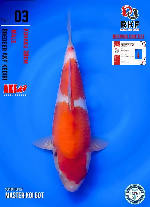 Lelang Koi Online, Jual Beli Ikan Koi, Pusat Jual Beli Koi, Info Lelang Koi Hari Ini, Platform Jual Beli Koi, Jual Beli Ikan Koi Online, Marketplace Ikan Koi, Jual Koi Terbaik, Tempat Beli Koi Berkualitas, Pasar Ikan Koi Online Terpercaya, Penjual Ikan Koi Terpercaya, Beli Koi Hias Online, Ikan Koi untuk Dijual, Koi Kualitas Terbaik, Toko Online Ikan Koi, Koi Hias Untuk Dijual, Jual Beli Ikan Koi Lokal, Koi Indonesia Online, Pusat Jual Beli Koi Terbesar