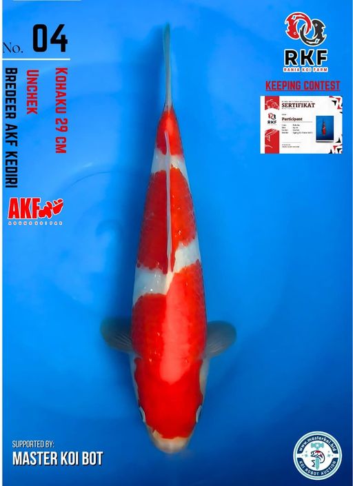 Lelang Koi Online, Jual Beli Ikan Koi, Pusat Jual Beli Koi, Info Lelang Koi Hari Ini, Platform Jual Beli Koi, Jual Beli Ikan Koi Online, Marketplace Ikan Koi, Jual Koi Terbaik, Tempat Beli Koi Berkualitas, Pasar Ikan Koi Online Terpercaya, Penjual Ikan Koi Terpercaya, Beli Koi Hias Online, Ikan Koi untuk Dijual, Koi Kualitas Terbaik, Toko Online Ikan Koi, Koi Hias Untuk Dijual, Jual Beli Ikan Koi Lokal, Koi Indonesia Online, Pusat Jual Beli Koi Terbesar