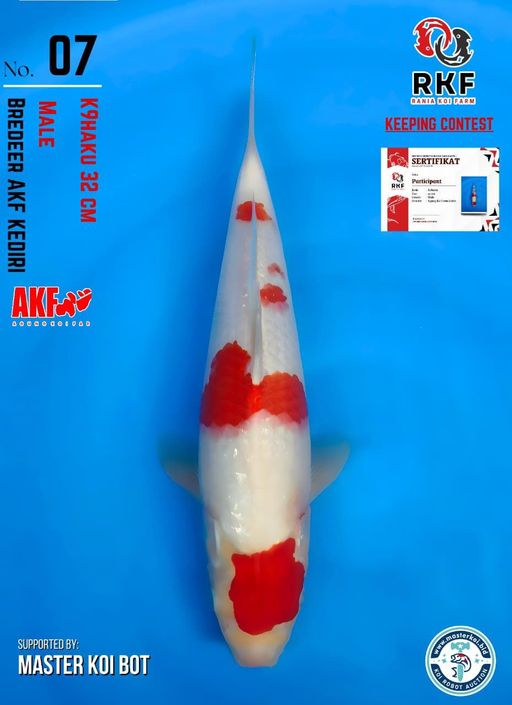 Lelang Koi Online, Jual Beli Ikan Koi, Pusat Jual Beli Koi, Info Lelang Koi Hari Ini, Platform Jual Beli Koi, Jual Beli Ikan Koi Online, Marketplace Ikan Koi, Jual Koi Terbaik, Tempat Beli Koi Berkualitas, Pasar Ikan Koi Online Terpercaya, Penjual Ikan Koi Terpercaya, Beli Koi Hias Online, Ikan Koi untuk Dijual, Koi Kualitas Terbaik, Toko Online Ikan Koi, Koi Hias Untuk Dijual, Jual Beli Ikan Koi Lokal, Koi Indonesia Online, Pusat Jual Beli Koi Terbesar