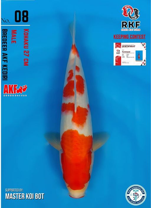 Lelang Koi Online, Jual Beli Ikan Koi, Pusat Jual Beli Koi, Info Lelang Koi Hari Ini, Platform Jual Beli Koi, Jual Beli Ikan Koi Online, Marketplace Ikan Koi, Jual Koi Terbaik, Tempat Beli Koi Berkualitas, Pasar Ikan Koi Online Terpercaya, Penjual Ikan Koi Terpercaya, Beli Koi Hias Online, Ikan Koi untuk Dijual, Koi Kualitas Terbaik, Toko Online Ikan Koi, Koi Hias Untuk Dijual, Jual Beli Ikan Koi Lokal, Koi Indonesia Online, Pusat Jual Beli Koi Terbesar