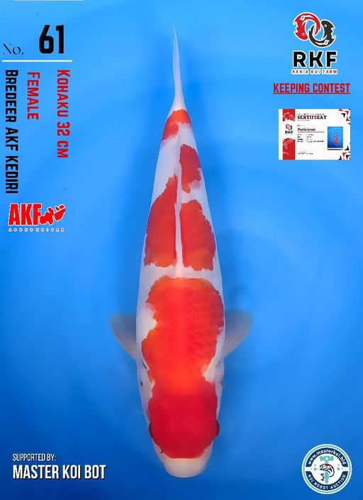 Lelang Koi Online, Jual Beli Ikan Koi, Pusat Jual Beli Koi, Info Lelang Koi Hari Ini, Platform Jual Beli Koi, Jual Beli Ikan Koi Online, Marketplace Ikan Koi, Jual Koi Terbaik, Tempat Beli Koi Berkualitas, Pasar Ikan Koi Online Terpercaya, Penjual Ikan Koi Terpercaya, Beli Koi Hias Online, Ikan Koi untuk Dijual, Koi Kualitas Terbaik, Toko Online Ikan Koi, Koi Hias Untuk Dijual, Jual Beli Ikan Koi Lokal, Koi Indonesia Online, Pusat Jual Beli Koi Terbesar