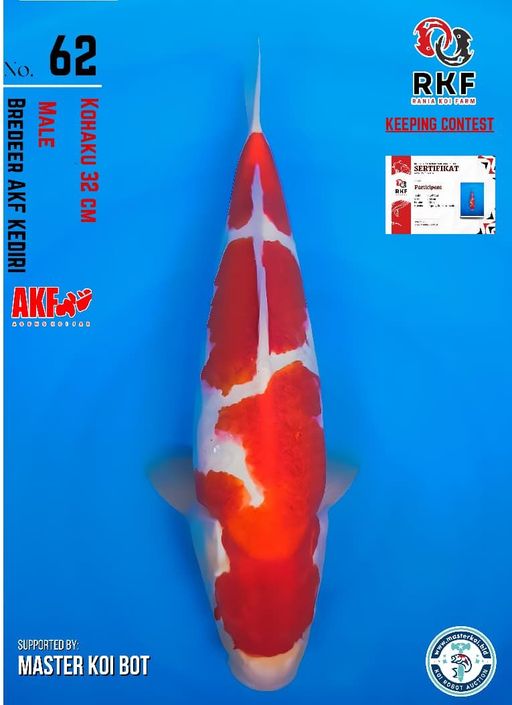 Lelang Koi Online, Jual Beli Ikan Koi, Pusat Jual Beli Koi, Info Lelang Koi Hari Ini, Platform Jual Beli Koi, Jual Beli Ikan Koi Online, Marketplace Ikan Koi, Jual Koi Terbaik, Tempat Beli Koi Berkualitas, Pasar Ikan Koi Online Terpercaya, Penjual Ikan Koi Terpercaya, Beli Koi Hias Online, Ikan Koi untuk Dijual, Koi Kualitas Terbaik, Toko Online Ikan Koi, Koi Hias Untuk Dijual, Jual Beli Ikan Koi Lokal, Koi Indonesia Online, Pusat Jual Beli Koi Terbesar