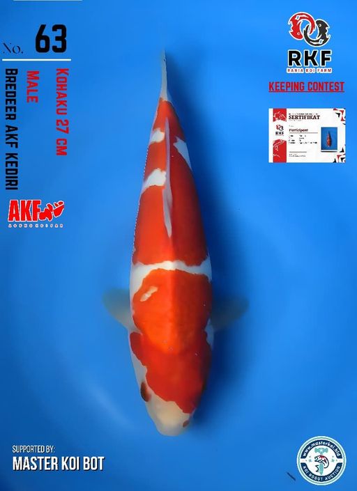 Lelang Koi Online, Jual Beli Ikan Koi, Pusat Jual Beli Koi, Info Lelang Koi Hari Ini, Platform Jual Beli Koi, Jual Beli Ikan Koi Online, Marketplace Ikan Koi, Jual Koi Terbaik, Tempat Beli Koi Berkualitas, Pasar Ikan Koi Online Terpercaya, Penjual Ikan Koi Terpercaya, Beli Koi Hias Online, Ikan Koi untuk Dijual, Koi Kualitas Terbaik, Toko Online Ikan Koi, Koi Hias Untuk Dijual, Jual Beli Ikan Koi Lokal, Koi Indonesia Online, Pusat Jual Beli Koi Terbesar