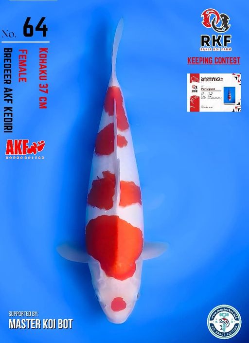 Lelang Koi Online, Jual Beli Ikan Koi, Pusat Jual Beli Koi, Info Lelang Koi Hari Ini, Platform Jual Beli Koi, Jual Beli Ikan Koi Online, Marketplace Ikan Koi, Jual Koi Terbaik, Tempat Beli Koi Berkualitas, Pasar Ikan Koi Online Terpercaya, Penjual Ikan Koi Terpercaya, Beli Koi Hias Online, Ikan Koi untuk Dijual, Koi Kualitas Terbaik, Toko Online Ikan Koi, Koi Hias Untuk Dijual, Jual Beli Ikan Koi Lokal, Koi Indonesia Online, Pusat Jual Beli Koi Terbesar