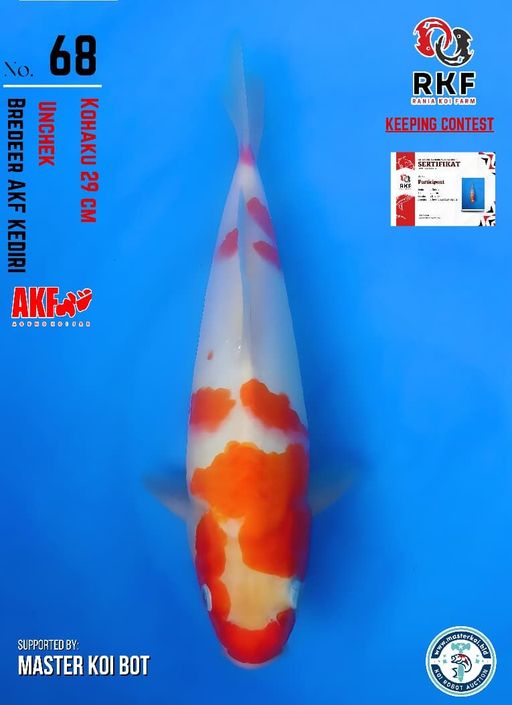 Lelang Koi Online, Jual Beli Ikan Koi, Pusat Jual Beli Koi, Info Lelang Koi Hari Ini, Platform Jual Beli Koi, Jual Beli Ikan Koi Online, Marketplace Ikan Koi, Jual Koi Terbaik, Tempat Beli Koi Berkualitas, Pasar Ikan Koi Online Terpercaya, Penjual Ikan Koi Terpercaya, Beli Koi Hias Online, Ikan Koi untuk Dijual, Koi Kualitas Terbaik, Toko Online Ikan Koi, Koi Hias Untuk Dijual, Jual Beli Ikan Koi Lokal, Koi Indonesia Online, Pusat Jual Beli Koi Terbesar