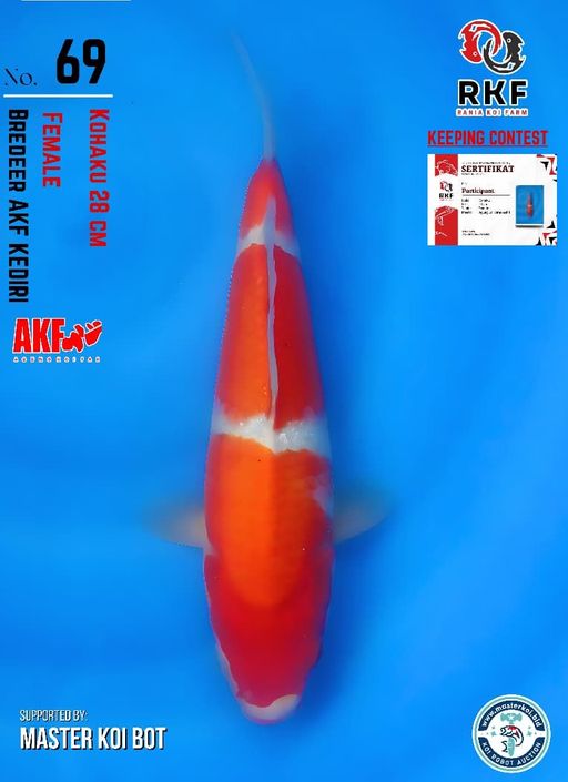 Lelang Koi Online, Jual Beli Ikan Koi, Pusat Jual Beli Koi, Info Lelang Koi Hari Ini, Platform Jual Beli Koi, Jual Beli Ikan Koi Online, Marketplace Ikan Koi, Jual Koi Terbaik, Tempat Beli Koi Berkualitas, Pasar Ikan Koi Online Terpercaya, Penjual Ikan Koi Terpercaya, Beli Koi Hias Online, Ikan Koi untuk Dijual, Koi Kualitas Terbaik, Toko Online Ikan Koi, Koi Hias Untuk Dijual, Jual Beli Ikan Koi Lokal, Koi Indonesia Online, Pusat Jual Beli Koi Terbesar
