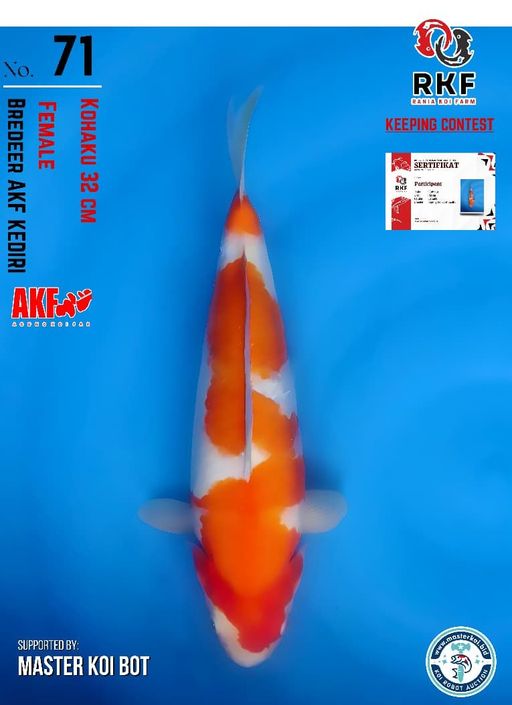 Lelang Koi Online, Jual Beli Ikan Koi, Pusat Jual Beli Koi, Info Lelang Koi Hari Ini, Platform Jual Beli Koi, Jual Beli Ikan Koi Online, Marketplace Ikan Koi, Jual Koi Terbaik, Tempat Beli Koi Berkualitas, Pasar Ikan Koi Online Terpercaya, Penjual Ikan Koi Terpercaya, Beli Koi Hias Online, Ikan Koi untuk Dijual, Koi Kualitas Terbaik, Toko Online Ikan Koi, Koi Hias Untuk Dijual, Jual Beli Ikan Koi Lokal, Koi Indonesia Online, Pusat Jual Beli Koi Terbesar