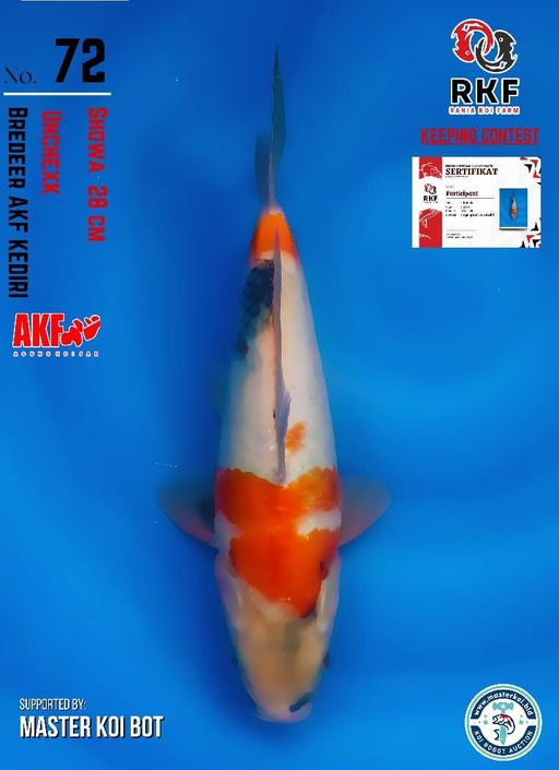 Lelang Koi Online, Jual Beli Ikan Koi, Pusat Jual Beli Koi, Info Lelang Koi Hari Ini, Platform Jual Beli Koi, Jual Beli Ikan Koi Online, Marketplace Ikan Koi, Jual Koi Terbaik, Tempat Beli Koi Berkualitas, Pasar Ikan Koi Online Terpercaya, Penjual Ikan Koi Terpercaya, Beli Koi Hias Online, Ikan Koi untuk Dijual, Koi Kualitas Terbaik, Toko Online Ikan Koi, Koi Hias Untuk Dijual, Jual Beli Ikan Koi Lokal, Koi Indonesia Online, Pusat Jual Beli Koi Terbesar