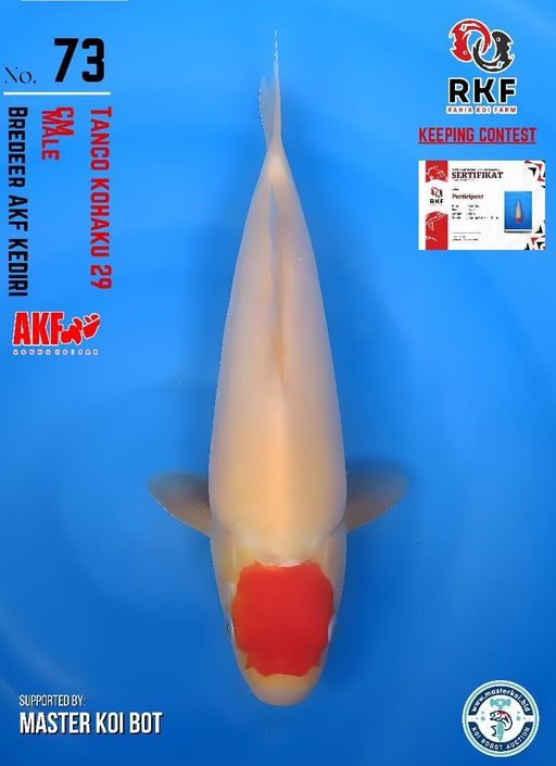 Lelang Koi Online, Jual Beli Ikan Koi, Pusat Jual Beli Koi, Info Lelang Koi Hari Ini, Platform Jual Beli Koi, Jual Beli Ikan Koi Online, Marketplace Ikan Koi, Jual Koi Terbaik, Tempat Beli Koi Berkualitas, Pasar Ikan Koi Online Terpercaya, Penjual Ikan Koi Terpercaya, Beli Koi Hias Online, Ikan Koi untuk Dijual, Koi Kualitas Terbaik, Toko Online Ikan Koi, Koi Hias Untuk Dijual, Jual Beli Ikan Koi Lokal, Koi Indonesia Online, Pusat Jual Beli Koi Terbesar
