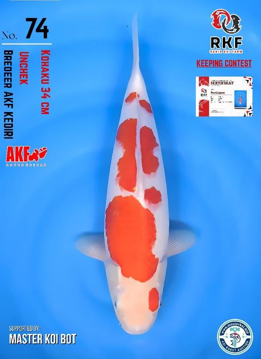 Lelang Koi Online, Jual Beli Ikan Koi, Pusat Jual Beli Koi, Info Lelang Koi Hari Ini, Platform Jual Beli Koi, Jual Beli Ikan Koi Online, Marketplace Ikan Koi, Jual Koi Terbaik, Tempat Beli Koi Berkualitas, Pasar Ikan Koi Online Terpercaya, Penjual Ikan Koi Terpercaya, Beli Koi Hias Online, Ikan Koi untuk Dijual, Koi Kualitas Terbaik, Toko Online Ikan Koi, Koi Hias Untuk Dijual, Jual Beli Ikan Koi Lokal, Koi Indonesia Online, Pusat Jual Beli Koi Terbesar