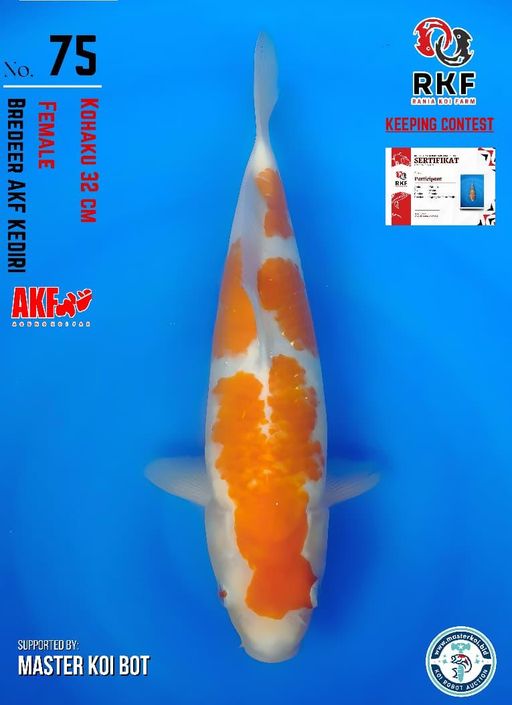Lelang Koi Online, Jual Beli Ikan Koi, Pusat Jual Beli Koi, Info Lelang Koi Hari Ini, Platform Jual Beli Koi, Jual Beli Ikan Koi Online, Marketplace Ikan Koi, Jual Koi Terbaik, Tempat Beli Koi Berkualitas, Pasar Ikan Koi Online Terpercaya, Penjual Ikan Koi Terpercaya, Beli Koi Hias Online, Ikan Koi untuk Dijual, Koi Kualitas Terbaik, Toko Online Ikan Koi, Koi Hias Untuk Dijual, Jual Beli Ikan Koi Lokal, Koi Indonesia Online, Pusat Jual Beli Koi Terbesar
