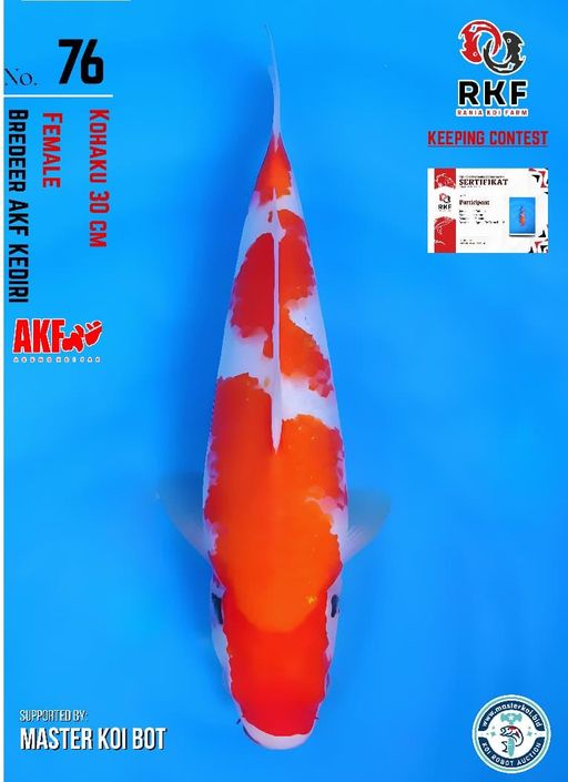 Lelang Koi Online, Jual Beli Ikan Koi, Pusat Jual Beli Koi, Info Lelang Koi Hari Ini, Platform Jual Beli Koi, Jual Beli Ikan Koi Online, Marketplace Ikan Koi, Jual Koi Terbaik, Tempat Beli Koi Berkualitas, Pasar Ikan Koi Online Terpercaya, Penjual Ikan Koi Terpercaya, Beli Koi Hias Online, Ikan Koi untuk Dijual, Koi Kualitas Terbaik, Toko Online Ikan Koi, Koi Hias Untuk Dijual, Jual Beli Ikan Koi Lokal, Koi Indonesia Online, Pusat Jual Beli Koi Terbesar