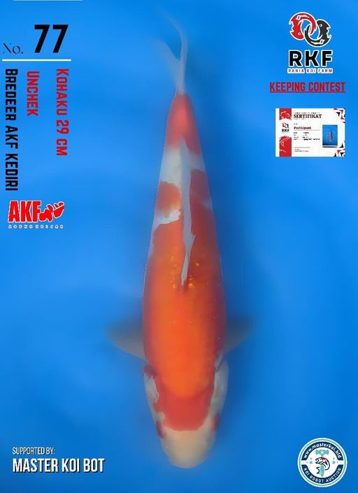 Lelang Koi Online, Jual Beli Ikan Koi, Pusat Jual Beli Koi, Info Lelang Koi Hari Ini, Platform Jual Beli Koi, Jual Beli Ikan Koi Online, Marketplace Ikan Koi, Jual Koi Terbaik, Tempat Beli Koi Berkualitas, Pasar Ikan Koi Online Terpercaya, Penjual Ikan Koi Terpercaya, Beli Koi Hias Online, Ikan Koi untuk Dijual, Koi Kualitas Terbaik, Toko Online Ikan Koi, Koi Hias Untuk Dijual, Jual Beli Ikan Koi Lokal, Koi Indonesia Online, Pusat Jual Beli Koi Terbesar