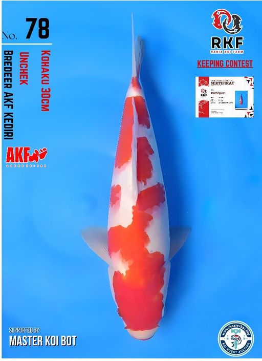 Lelang Koi Online, Jual Beli Ikan Koi, Pusat Jual Beli Koi, Info Lelang Koi Hari Ini, Platform Jual Beli Koi, Jual Beli Ikan Koi Online, Marketplace Ikan Koi, Jual Koi Terbaik, Tempat Beli Koi Berkualitas, Pasar Ikan Koi Online Terpercaya, Penjual Ikan Koi Terpercaya, Beli Koi Hias Online, Ikan Koi untuk Dijual, Koi Kualitas Terbaik, Toko Online Ikan Koi, Koi Hias Untuk Dijual, Jual Beli Ikan Koi Lokal, Koi Indonesia Online, Pusat Jual Beli Koi Terbesar