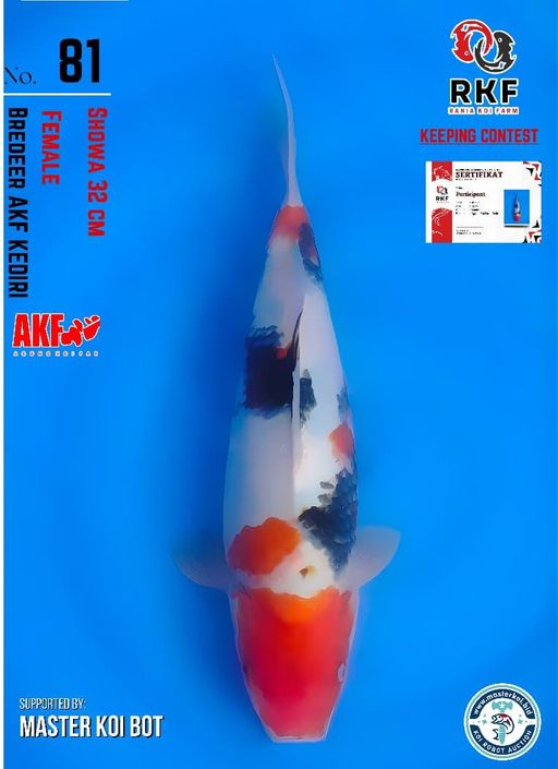 Lelang Koi Online, Jual Beli Ikan Koi, Pusat Jual Beli Koi, Info Lelang Koi Hari Ini, Platform Jual Beli Koi, Jual Beli Ikan Koi Online, Marketplace Ikan Koi, Jual Koi Terbaik, Tempat Beli Koi Berkualitas, Pasar Ikan Koi Online Terpercaya, Penjual Ikan Koi Terpercaya, Beli Koi Hias Online, Ikan Koi untuk Dijual, Koi Kualitas Terbaik, Toko Online Ikan Koi, Koi Hias Untuk Dijual, Jual Beli Ikan Koi Lokal, Koi Indonesia Online, Pusat Jual Beli Koi Terbesar