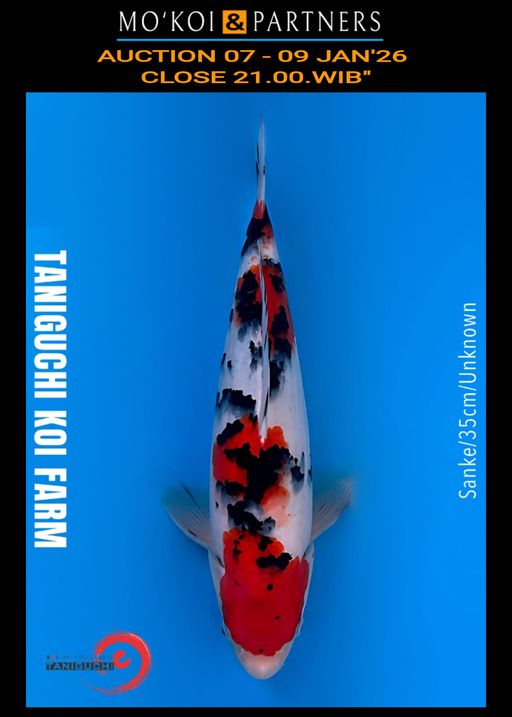 Lelang Koi Online, Jual Beli Ikan Koi, Pusat Jual Beli Koi, Info Lelang Koi Hari Ini, Platform Jual Beli Koi, Jual Beli Ikan Koi Online, Marketplace Ikan Koi, Jual Koi Terbaik, Tempat Beli Koi Berkualitas, Pasar Ikan Koi Online Terpercaya, Penjual Ikan Koi Terpercaya, Beli Koi Hias Online, Ikan Koi untuk Dijual, Koi Kualitas Terbaik, Toko Online Ikan Koi, Koi Hias Untuk Dijual, Jual Beli Ikan Koi Lokal, Koi Indonesia Online, Pusat Jual Beli Koi Terbesar