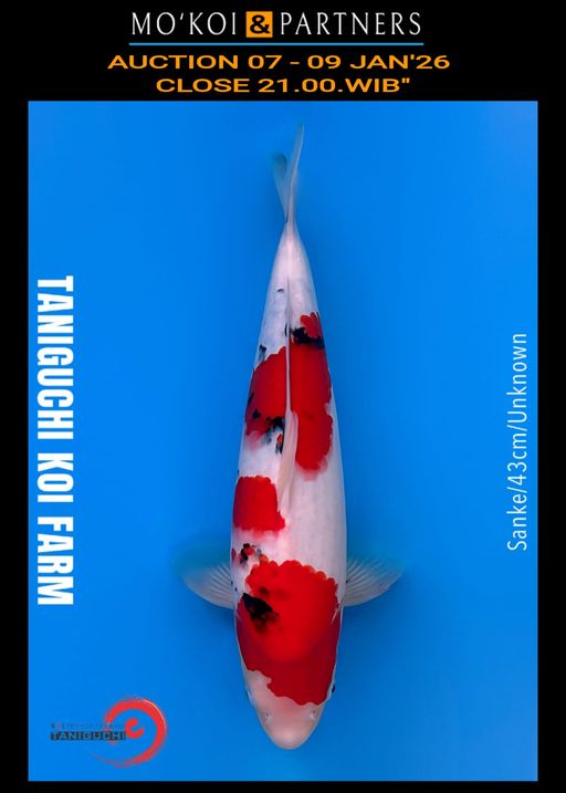 Lelang Koi Online, Jual Beli Ikan Koi, Pusat Jual Beli Koi, Info Lelang Koi Hari Ini, Platform Jual Beli Koi, Jual Beli Ikan Koi Online, Marketplace Ikan Koi, Jual Koi Terbaik, Tempat Beli Koi Berkualitas, Pasar Ikan Koi Online Terpercaya, Penjual Ikan Koi Terpercaya, Beli Koi Hias Online, Ikan Koi untuk Dijual, Koi Kualitas Terbaik, Toko Online Ikan Koi, Koi Hias Untuk Dijual, Jual Beli Ikan Koi Lokal, Koi Indonesia Online, Pusat Jual Beli Koi Terbesar