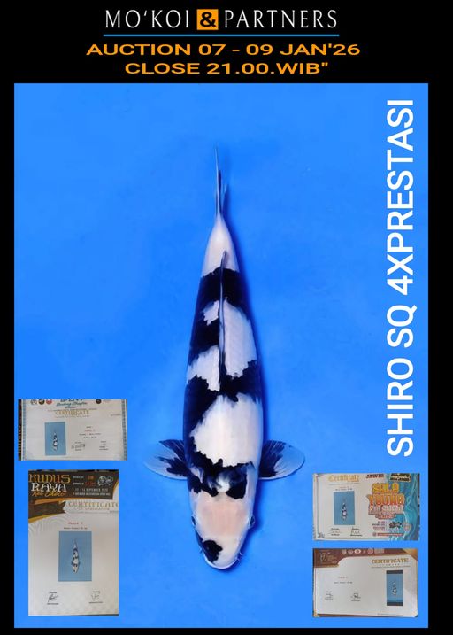 Lelang Koi Online, Jual Beli Ikan Koi, Pusat Jual Beli Koi, Info Lelang Koi Hari Ini, Platform Jual Beli Koi, Jual Beli Ikan Koi Online, Marketplace Ikan Koi, Jual Koi Terbaik, Tempat Beli Koi Berkualitas, Pasar Ikan Koi Online Terpercaya, Penjual Ikan Koi Terpercaya, Beli Koi Hias Online, Ikan Koi untuk Dijual, Koi Kualitas Terbaik, Toko Online Ikan Koi, Koi Hias Untuk Dijual, Jual Beli Ikan Koi Lokal, Koi Indonesia Online, Pusat Jual Beli Koi Terbesar