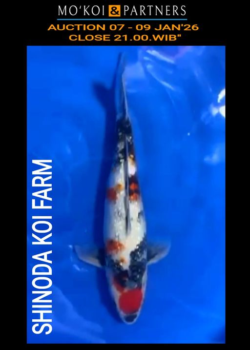 Lelang Koi Online, Jual Beli Ikan Koi, Pusat Jual Beli Koi, Info Lelang Koi Hari Ini, Platform Jual Beli Koi, Jual Beli Ikan Koi Online, Marketplace Ikan Koi, Jual Koi Terbaik, Tempat Beli Koi Berkualitas, Pasar Ikan Koi Online Terpercaya, Penjual Ikan Koi Terpercaya, Beli Koi Hias Online, Ikan Koi untuk Dijual, Koi Kualitas Terbaik, Toko Online Ikan Koi, Koi Hias Untuk Dijual, Jual Beli Ikan Koi Lokal, Koi Indonesia Online, Pusat Jual Beli Koi Terbesar