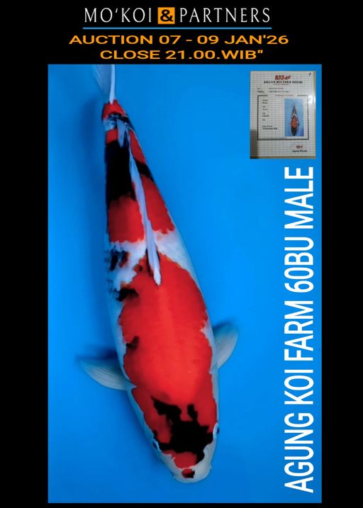 Lelang Koi Online, Jual Beli Ikan Koi, Pusat Jual Beli Koi, Info Lelang Koi Hari Ini, Platform Jual Beli Koi, Jual Beli Ikan Koi Online, Marketplace Ikan Koi, Jual Koi Terbaik, Tempat Beli Koi Berkualitas, Pasar Ikan Koi Online Terpercaya, Penjual Ikan Koi Terpercaya, Beli Koi Hias Online, Ikan Koi untuk Dijual, Koi Kualitas Terbaik, Toko Online Ikan Koi, Koi Hias Untuk Dijual, Jual Beli Ikan Koi Lokal, Koi Indonesia Online, Pusat Jual Beli Koi Terbesar