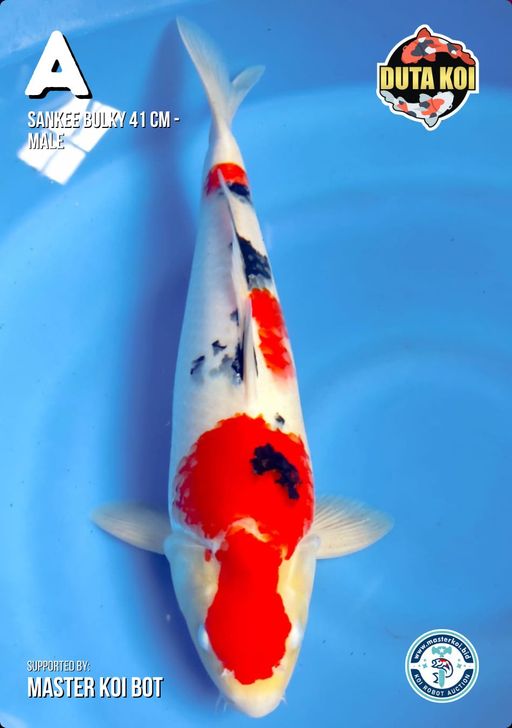 Lelang Koi Online, Jual Beli Ikan Koi, Pusat Jual Beli Koi, Info Lelang Koi Hari Ini, Platform Jual Beli Koi, Jual Beli Ikan Koi Online, Marketplace Ikan Koi, Jual Koi Terbaik, Tempat Beli Koi Berkualitas, Pasar Ikan Koi Online Terpercaya, Penjual Ikan Koi Terpercaya, Beli Koi Hias Online, Ikan Koi untuk Dijual, Koi Kualitas Terbaik, Toko Online Ikan Koi, Koi Hias Untuk Dijual, Jual Beli Ikan Koi Lokal, Koi Indonesia Online, Pusat Jual Beli Koi Terbesar