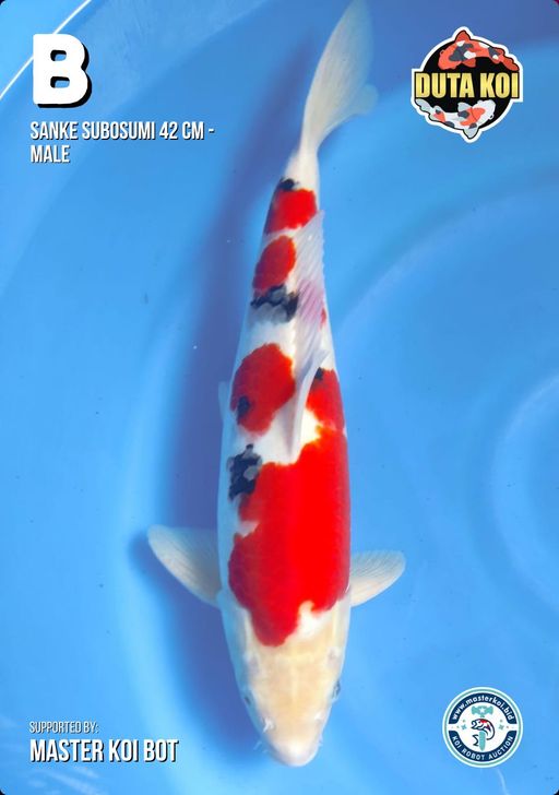 Lelang Koi Online, Jual Beli Ikan Koi, Pusat Jual Beli Koi, Info Lelang Koi Hari Ini, Platform Jual Beli Koi, Jual Beli Ikan Koi Online, Marketplace Ikan Koi, Jual Koi Terbaik, Tempat Beli Koi Berkualitas, Pasar Ikan Koi Online Terpercaya, Penjual Ikan Koi Terpercaya, Beli Koi Hias Online, Ikan Koi untuk Dijual, Koi Kualitas Terbaik, Toko Online Ikan Koi, Koi Hias Untuk Dijual, Jual Beli Ikan Koi Lokal, Koi Indonesia Online, Pusat Jual Beli Koi Terbesar