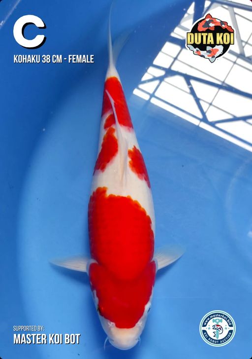 Lelang Koi Online, Jual Beli Ikan Koi, Pusat Jual Beli Koi, Info Lelang Koi Hari Ini, Platform Jual Beli Koi, Jual Beli Ikan Koi Online, Marketplace Ikan Koi, Jual Koi Terbaik, Tempat Beli Koi Berkualitas, Pasar Ikan Koi Online Terpercaya, Penjual Ikan Koi Terpercaya, Beli Koi Hias Online, Ikan Koi untuk Dijual, Koi Kualitas Terbaik, Toko Online Ikan Koi, Koi Hias Untuk Dijual, Jual Beli Ikan Koi Lokal, Koi Indonesia Online, Pusat Jual Beli Koi Terbesar
