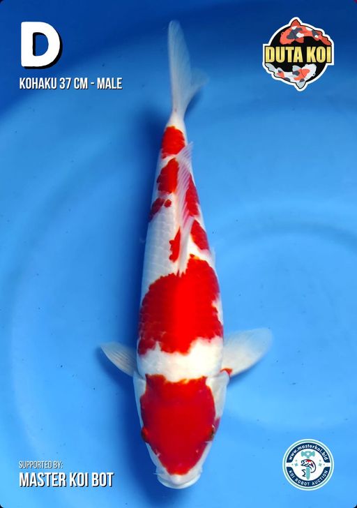 Lelang Koi Online, Jual Beli Ikan Koi, Pusat Jual Beli Koi, Info Lelang Koi Hari Ini, Platform Jual Beli Koi, Jual Beli Ikan Koi Online, Marketplace Ikan Koi, Jual Koi Terbaik, Tempat Beli Koi Berkualitas, Pasar Ikan Koi Online Terpercaya, Penjual Ikan Koi Terpercaya, Beli Koi Hias Online, Ikan Koi untuk Dijual, Koi Kualitas Terbaik, Toko Online Ikan Koi, Koi Hias Untuk Dijual, Jual Beli Ikan Koi Lokal, Koi Indonesia Online, Pusat Jual Beli Koi Terbesar