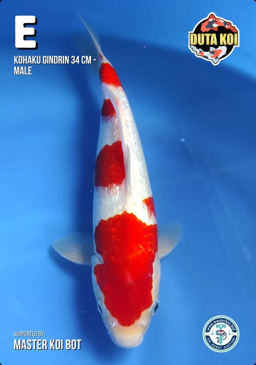 Lelang Koi Online, Jual Beli Ikan Koi, Pusat Jual Beli Koi, Info Lelang Koi Hari Ini, Platform Jual Beli Koi, Jual Beli Ikan Koi Online, Marketplace Ikan Koi, Jual Koi Terbaik, Tempat Beli Koi Berkualitas, Pasar Ikan Koi Online Terpercaya, Penjual Ikan Koi Terpercaya, Beli Koi Hias Online, Ikan Koi untuk Dijual, Koi Kualitas Terbaik, Toko Online Ikan Koi, Koi Hias Untuk Dijual, Jual Beli Ikan Koi Lokal, Koi Indonesia Online, Pusat Jual Beli Koi Terbesar