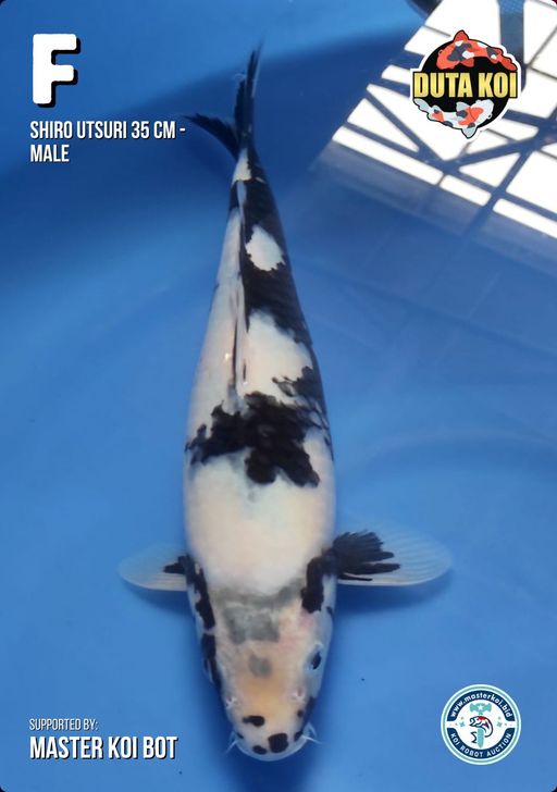 Lelang Koi Online, Jual Beli Ikan Koi, Pusat Jual Beli Koi, Info Lelang Koi Hari Ini, Platform Jual Beli Koi, Jual Beli Ikan Koi Online, Marketplace Ikan Koi, Jual Koi Terbaik, Tempat Beli Koi Berkualitas, Pasar Ikan Koi Online Terpercaya, Penjual Ikan Koi Terpercaya, Beli Koi Hias Online, Ikan Koi untuk Dijual, Koi Kualitas Terbaik, Toko Online Ikan Koi, Koi Hias Untuk Dijual, Jual Beli Ikan Koi Lokal, Koi Indonesia Online, Pusat Jual Beli Koi Terbesar