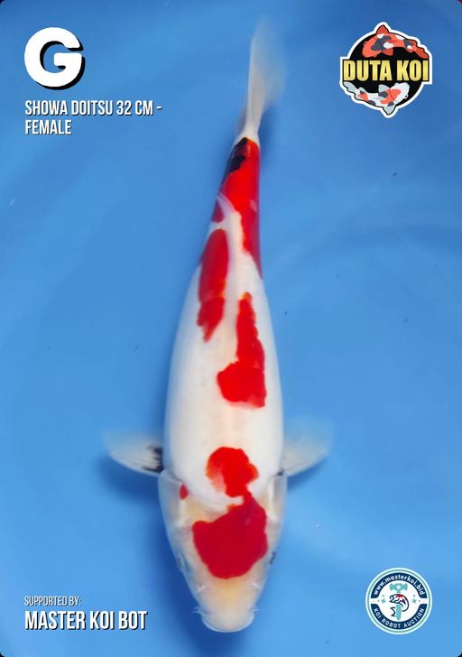 Lelang Koi Online, Jual Beli Ikan Koi, Pusat Jual Beli Koi, Info Lelang Koi Hari Ini, Platform Jual Beli Koi, Jual Beli Ikan Koi Online, Marketplace Ikan Koi, Jual Koi Terbaik, Tempat Beli Koi Berkualitas, Pasar Ikan Koi Online Terpercaya, Penjual Ikan Koi Terpercaya, Beli Koi Hias Online, Ikan Koi untuk Dijual, Koi Kualitas Terbaik, Toko Online Ikan Koi, Koi Hias Untuk Dijual, Jual Beli Ikan Koi Lokal, Koi Indonesia Online, Pusat Jual Beli Koi Terbesar