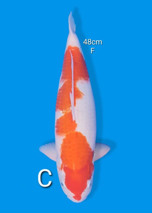 Lelang Koi Online, Jual Beli Ikan Koi, Pusat Jual Beli Koi, Info Lelang Koi Hari Ini, Platform Jual Beli Koi, Jual Beli Ikan Koi Online, Marketplace Ikan Koi, Jual Koi Terbaik, Tempat Beli Koi Berkualitas, Pasar Ikan Koi Online Terpercaya, Penjual Ikan Koi Terpercaya, Beli Koi Hias Online, Ikan Koi untuk Dijual, Koi Kualitas Terbaik, Toko Online Ikan Koi, Koi Hias Untuk Dijual, Jual Beli Ikan Koi Lokal, Koi Indonesia Online, Pusat Jual Beli Koi Terbesar