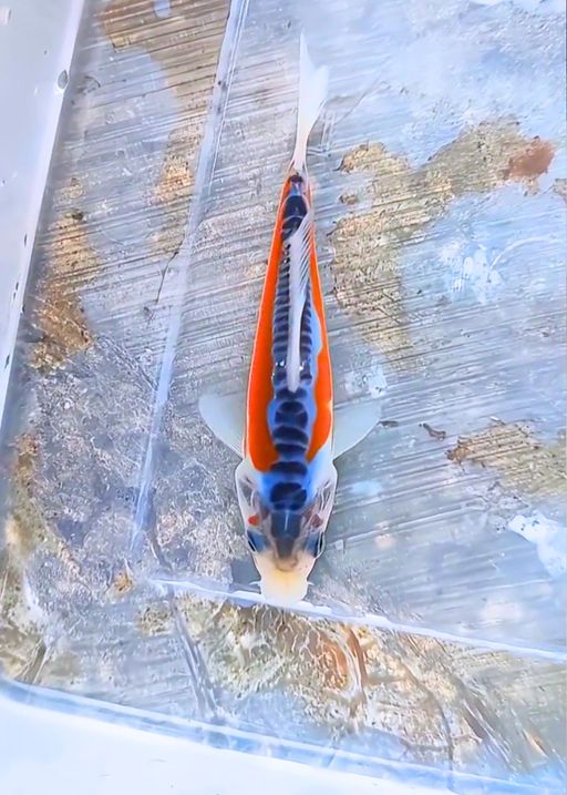 Lelang Koi Online, Jual Beli Ikan Koi, Pusat Jual Beli Koi, Info Lelang Koi Hari Ini, Platform Jual Beli Koi, Jual Beli Ikan Koi Online, Marketplace Ikan Koi, Jual Koi Terbaik, Tempat Beli Koi Berkualitas, Pasar Ikan Koi Online Terpercaya, Penjual Ikan Koi Terpercaya, Beli Koi Hias Online, Ikan Koi untuk Dijual, Koi Kualitas Terbaik, Toko Online Ikan Koi, Koi Hias Untuk Dijual, Jual Beli Ikan Koi Lokal, Koi Indonesia Online, Pusat Jual Beli Koi Terbesar