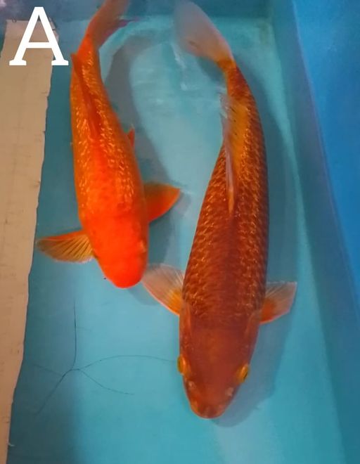 Lelang Koi Online, Jual Beli Ikan Koi, Pusat Jual Beli Koi, Info Lelang Koi Hari Ini, Platform Jual Beli Koi, Jual Beli Ikan Koi Online, Marketplace Ikan Koi, Jual Koi Terbaik, Tempat Beli Koi Berkualitas, Pasar Ikan Koi Online Terpercaya, Penjual Ikan Koi Terpercaya, Beli Koi Hias Online, Ikan Koi untuk Dijual, Koi Kualitas Terbaik, Toko Online Ikan Koi, Koi Hias Untuk Dijual, Jual Beli Ikan Koi Lokal, Koi Indonesia Online, Pusat Jual Beli Koi Terbesar
