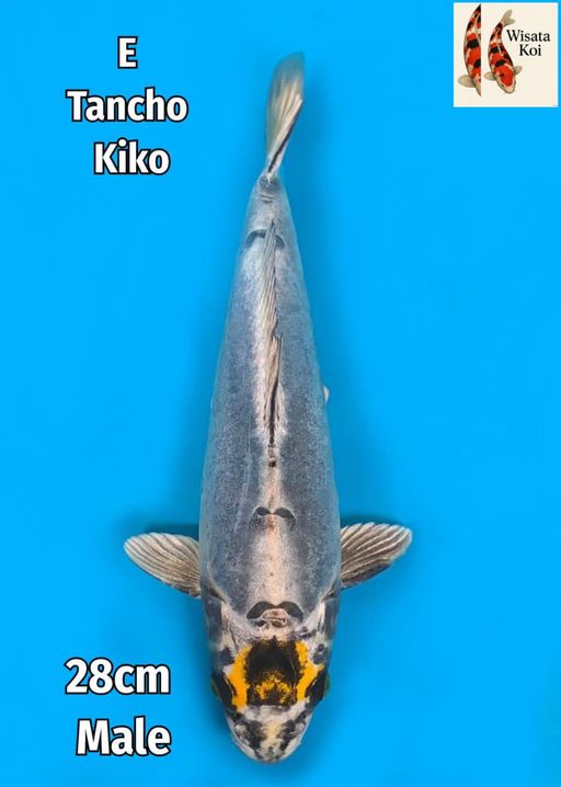 Lelang Koi Online, Jual Beli Ikan Koi, Pusat Jual Beli Koi, Info Lelang Koi Hari Ini, Platform Jual Beli Koi, Jual Beli Ikan Koi Online, Marketplace Ikan Koi, Jual Koi Terbaik, Tempat Beli Koi Berkualitas, Pasar Ikan Koi Online Terpercaya, Penjual Ikan Koi Terpercaya, Beli Koi Hias Online, Ikan Koi untuk Dijual, Koi Kualitas Terbaik, Toko Online Ikan Koi, Koi Hias Untuk Dijual, Jual Beli Ikan Koi Lokal, Koi Indonesia Online, Pusat Jual Beli Koi Terbesar