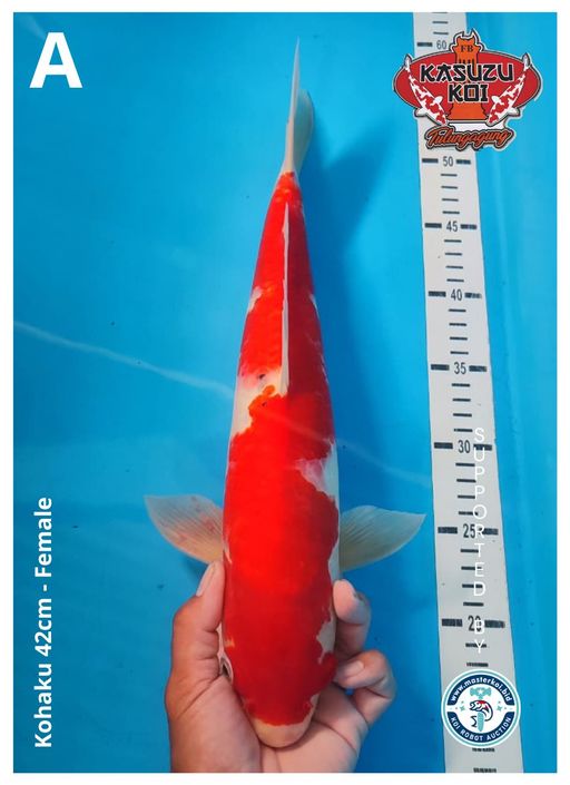 Lelang Koi Online, Jual Beli Ikan Koi, Pusat Jual Beli Koi, Info Lelang Koi Hari Ini, Platform Jual Beli Koi, Jual Beli Ikan Koi Online, Marketplace Ikan Koi, Jual Koi Terbaik, Tempat Beli Koi Berkualitas, Pasar Ikan Koi Online Terpercaya, Penjual Ikan Koi Terpercaya, Beli Koi Hias Online, Ikan Koi untuk Dijual, Koi Kualitas Terbaik, Toko Online Ikan Koi, Koi Hias Untuk Dijual, Jual Beli Ikan Koi Lokal, Koi Indonesia Online, Pusat Jual Beli Koi Terbesar