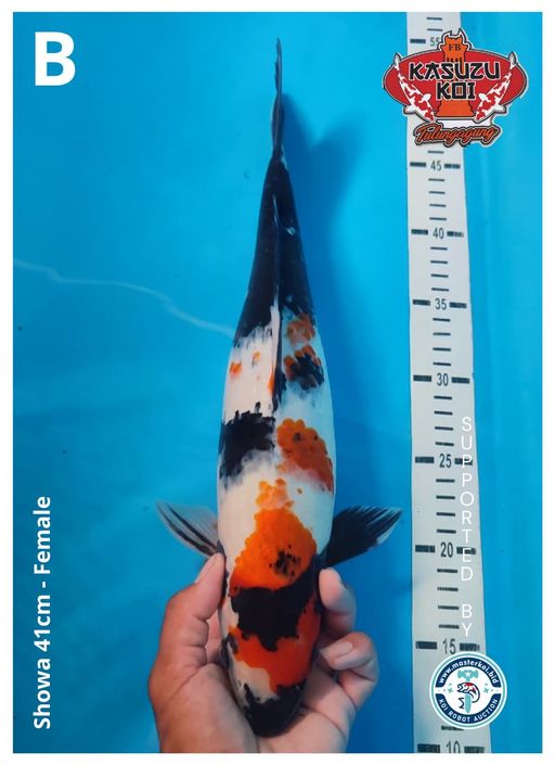 Lelang Koi Online, Jual Beli Ikan Koi, Pusat Jual Beli Koi, Info Lelang Koi Hari Ini, Platform Jual Beli Koi, Jual Beli Ikan Koi Online, Marketplace Ikan Koi, Jual Koi Terbaik, Tempat Beli Koi Berkualitas, Pasar Ikan Koi Online Terpercaya, Penjual Ikan Koi Terpercaya, Beli Koi Hias Online, Ikan Koi untuk Dijual, Koi Kualitas Terbaik, Toko Online Ikan Koi, Koi Hias Untuk Dijual, Jual Beli Ikan Koi Lokal, Koi Indonesia Online, Pusat Jual Beli Koi Terbesar