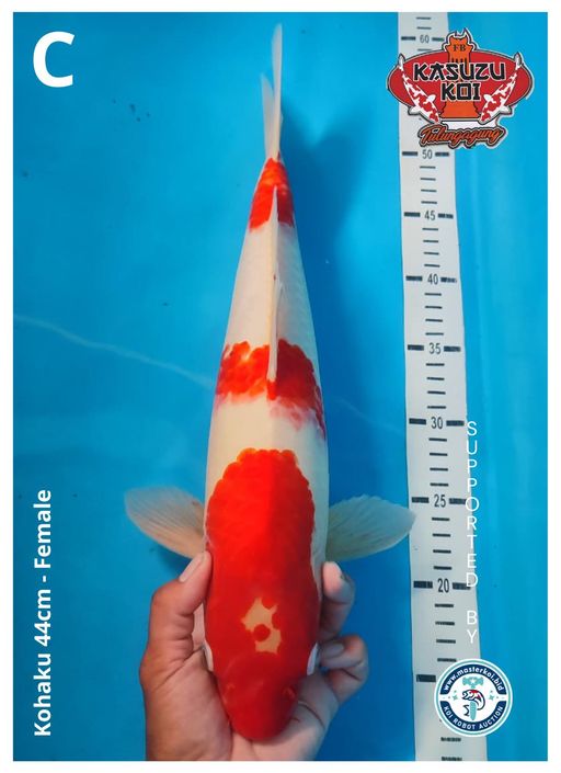 Lelang Koi Online, Jual Beli Ikan Koi, Pusat Jual Beli Koi, Info Lelang Koi Hari Ini, Platform Jual Beli Koi, Jual Beli Ikan Koi Online, Marketplace Ikan Koi, Jual Koi Terbaik, Tempat Beli Koi Berkualitas, Pasar Ikan Koi Online Terpercaya, Penjual Ikan Koi Terpercaya, Beli Koi Hias Online, Ikan Koi untuk Dijual, Koi Kualitas Terbaik, Toko Online Ikan Koi, Koi Hias Untuk Dijual, Jual Beli Ikan Koi Lokal, Koi Indonesia Online, Pusat Jual Beli Koi Terbesar