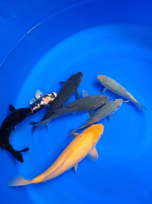 Lelang Koi Online, Jual Beli Ikan Koi, Pusat Jual Beli Koi, Info Lelang Koi Hari Ini, Platform Jual Beli Koi, Jual Beli Ikan Koi Online, Marketplace Ikan Koi, Jual Koi Terbaik, Tempat Beli Koi Berkualitas, Pasar Ikan Koi Online Terpercaya, Penjual Ikan Koi Terpercaya, Beli Koi Hias Online, Ikan Koi untuk Dijual, Koi Kualitas Terbaik, Toko Online Ikan Koi, Koi Hias Untuk Dijual, Jual Beli Ikan Koi Lokal, Koi Indonesia Online, Pusat Jual Beli Koi Terbesar