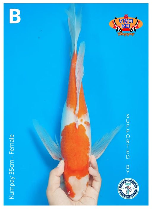 Lelang Koi Online, Jual Beli Ikan Koi, Pusat Jual Beli Koi, Info Lelang Koi Hari Ini, Platform Jual Beli Koi, Jual Beli Ikan Koi Online, Marketplace Ikan Koi, Jual Koi Terbaik, Tempat Beli Koi Berkualitas, Pasar Ikan Koi Online Terpercaya, Penjual Ikan Koi Terpercaya, Beli Koi Hias Online, Ikan Koi untuk Dijual, Koi Kualitas Terbaik, Toko Online Ikan Koi, Koi Hias Untuk Dijual, Jual Beli Ikan Koi Lokal, Koi Indonesia Online, Pusat Jual Beli Koi Terbesar