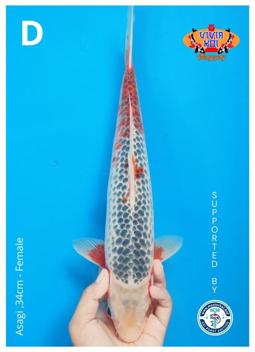 Lelang Koi Online, Jual Beli Ikan Koi, Pusat Jual Beli Koi, Info Lelang Koi Hari Ini, Platform Jual Beli Koi, Jual Beli Ikan Koi Online, Marketplace Ikan Koi, Jual Koi Terbaik, Tempat Beli Koi Berkualitas, Pasar Ikan Koi Online Terpercaya, Penjual Ikan Koi Terpercaya, Beli Koi Hias Online, Ikan Koi untuk Dijual, Koi Kualitas Terbaik, Toko Online Ikan Koi, Koi Hias Untuk Dijual, Jual Beli Ikan Koi Lokal, Koi Indonesia Online, Pusat Jual Beli Koi Terbesar