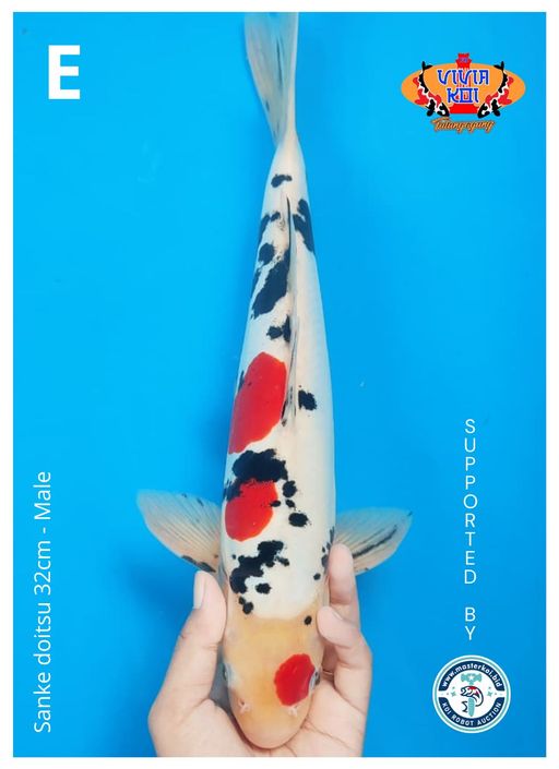 Lelang Koi Online, Jual Beli Ikan Koi, Pusat Jual Beli Koi, Info Lelang Koi Hari Ini, Platform Jual Beli Koi, Jual Beli Ikan Koi Online, Marketplace Ikan Koi, Jual Koi Terbaik, Tempat Beli Koi Berkualitas, Pasar Ikan Koi Online Terpercaya, Penjual Ikan Koi Terpercaya, Beli Koi Hias Online, Ikan Koi untuk Dijual, Koi Kualitas Terbaik, Toko Online Ikan Koi, Koi Hias Untuk Dijual, Jual Beli Ikan Koi Lokal, Koi Indonesia Online, Pusat Jual Beli Koi Terbesar