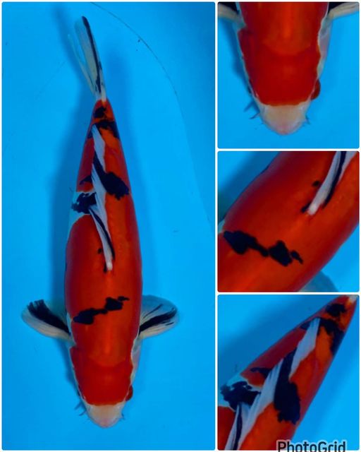 Lelang Koi Online, Jual Beli Ikan Koi, Pusat Jual Beli Koi, Info Lelang Koi Hari Ini, Platform Jual Beli Koi, Jual Beli Ikan Koi Online, Marketplace Ikan Koi, Jual Koi Terbaik, Tempat Beli Koi Berkualitas, Pasar Ikan Koi Online Terpercaya, Penjual Ikan Koi Terpercaya, Beli Koi Hias Online, Ikan Koi untuk Dijual, Koi Kualitas Terbaik, Toko Online Ikan Koi, Koi Hias Untuk Dijual, Jual Beli Ikan Koi Lokal, Koi Indonesia Online, Pusat Jual Beli Koi Terbesar