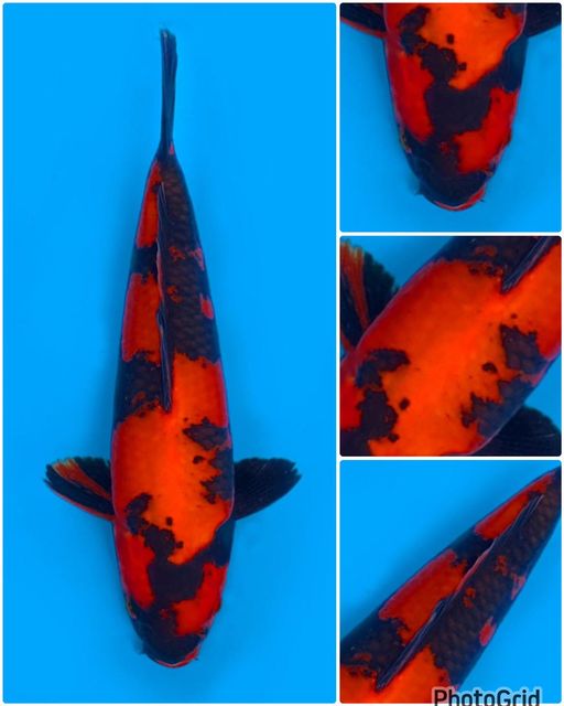 Lelang Koi Online, Jual Beli Ikan Koi, Pusat Jual Beli Koi, Info Lelang Koi Hari Ini, Platform Jual Beli Koi, Jual Beli Ikan Koi Online, Marketplace Ikan Koi, Jual Koi Terbaik, Tempat Beli Koi Berkualitas, Pasar Ikan Koi Online Terpercaya, Penjual Ikan Koi Terpercaya, Beli Koi Hias Online, Ikan Koi untuk Dijual, Koi Kualitas Terbaik, Toko Online Ikan Koi, Koi Hias Untuk Dijual, Jual Beli Ikan Koi Lokal, Koi Indonesia Online, Pusat Jual Beli Koi Terbesar