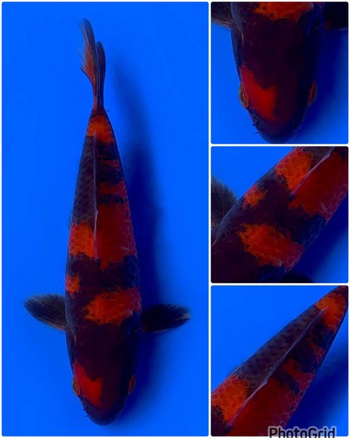 Lelang Koi Online, Jual Beli Ikan Koi, Pusat Jual Beli Koi, Info Lelang Koi Hari Ini, Platform Jual Beli Koi, Jual Beli Ikan Koi Online, Marketplace Ikan Koi, Jual Koi Terbaik, Tempat Beli Koi Berkualitas, Pasar Ikan Koi Online Terpercaya, Penjual Ikan Koi Terpercaya, Beli Koi Hias Online, Ikan Koi untuk Dijual, Koi Kualitas Terbaik, Toko Online Ikan Koi, Koi Hias Untuk Dijual, Jual Beli Ikan Koi Lokal, Koi Indonesia Online, Pusat Jual Beli Koi Terbesar