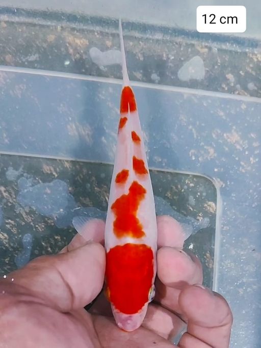 Lelang Koi Online, Jual Beli Ikan Koi, Pusat Jual Beli Koi, Info Lelang Koi Hari Ini, Platform Jual Beli Koi, Jual Beli Ikan Koi Online, Marketplace Ikan Koi, Jual Koi Terbaik, Tempat Beli Koi Berkualitas, Pasar Ikan Koi Online Terpercaya, Penjual Ikan Koi Terpercaya, Beli Koi Hias Online, Ikan Koi untuk Dijual, Koi Kualitas Terbaik, Toko Online Ikan Koi, Koi Hias Untuk Dijual, Jual Beli Ikan Koi Lokal, Koi Indonesia Online, Pusat Jual Beli Koi Terbesar